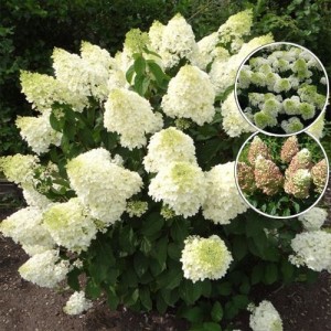 Гортензия метельчатая Hydrangea paniculata Silver Dollar
